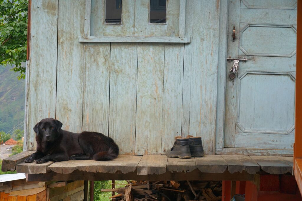dog and boots sitting on the porch of small home.
