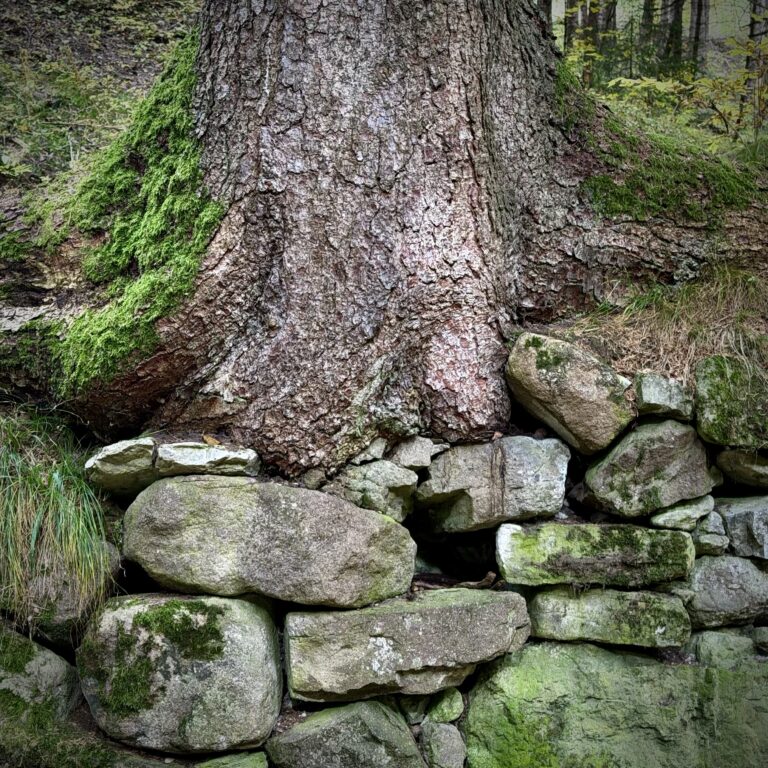 This close-up photo show roots of a fir tree settled atop rugged stone wall near the city of Ortisei in northern Italy. The wall is a collection of moss-covered stones whose color belie their age. The tree itself holds patches of vibrant green moss. Hints of a larger fir forest under cloudy skies are visible in the background.