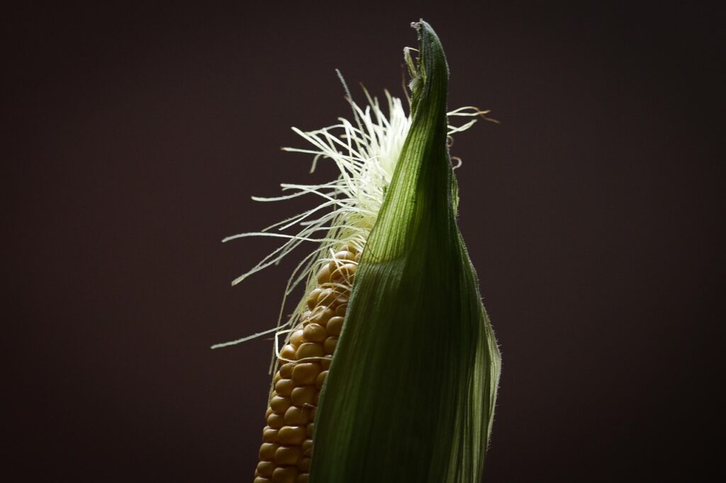 corn, food, corn husk, maize, produce, organic, cereal grains, agriculture, closeup, corn husk, maize, maize, maize, maize, maize