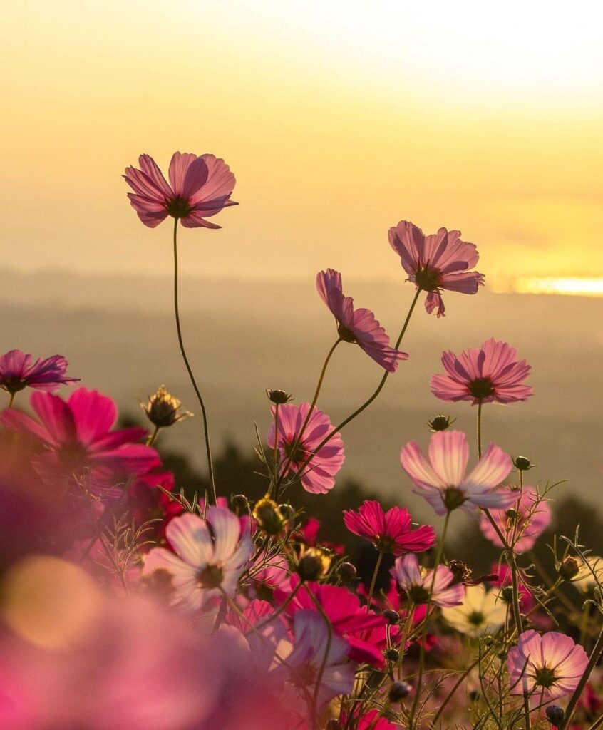nature, plant, flower, yellow, summer, sky, sunset, bloom, blossom, park, garden, flower wallpaper, flower background, beautiful flowers, meadow