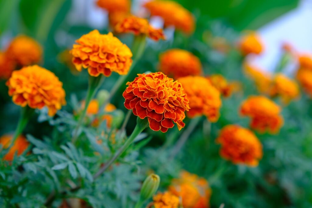marigold, flower, plant, aztec marigold, tagetes erecta, beautiful flowers, flower background, petals, bloom, blossom, nature, flower wallpaper, closeup