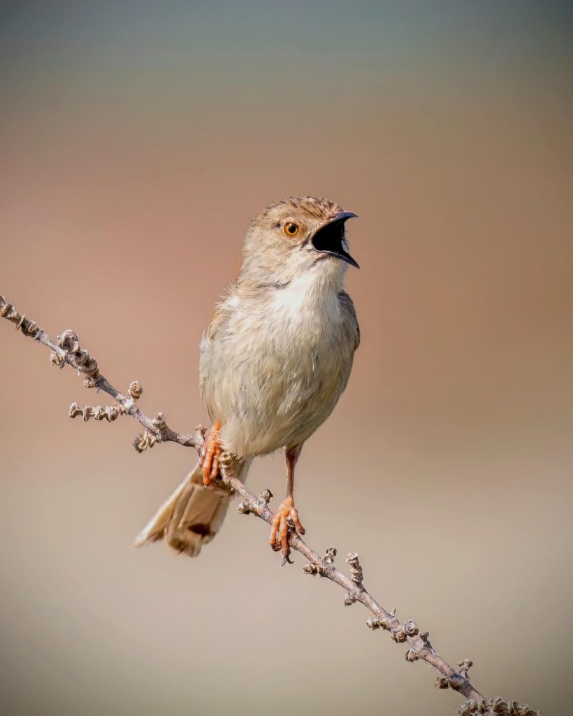 A beautiful warbler perched on a branch, singing in Aswan, Egypt.