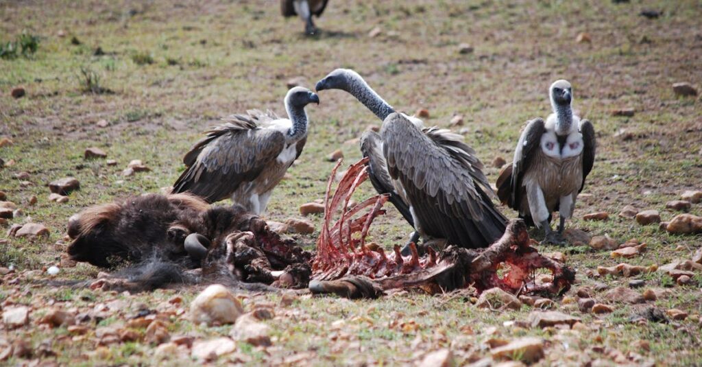Group of vultures feeding on carrion in the wild grasslands of Kenya.