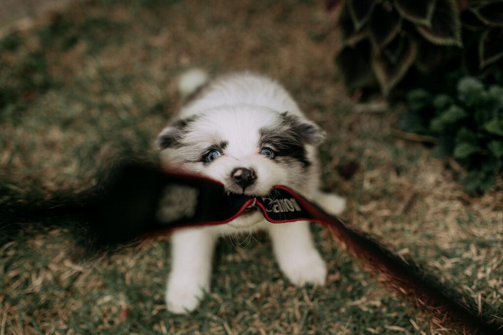 Cute puppy with blue eyes playfully tugging on a camera strap in a garden.