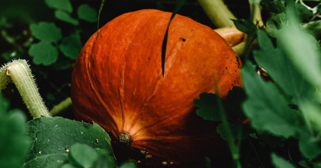 Close-up of a ripe Hokkaido pumpkin surrounded by lush green leaves in a garden.