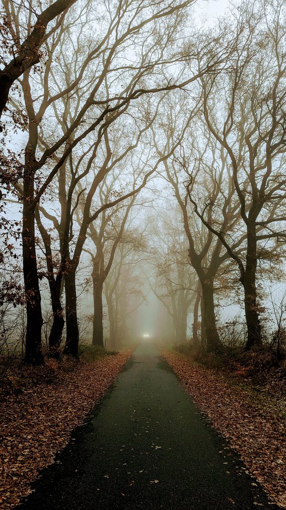 Misty autumn scene with a foggy pathway lined by leafless trees in Werlte, Germany.
