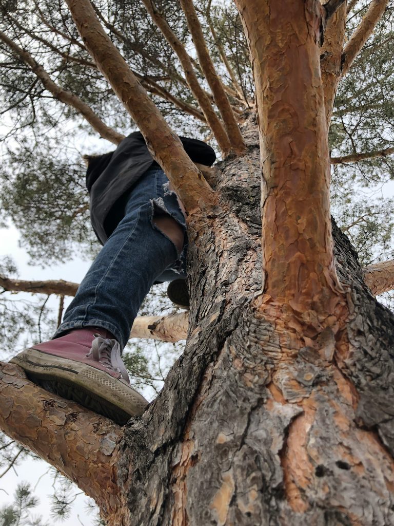 A person climbing a tree