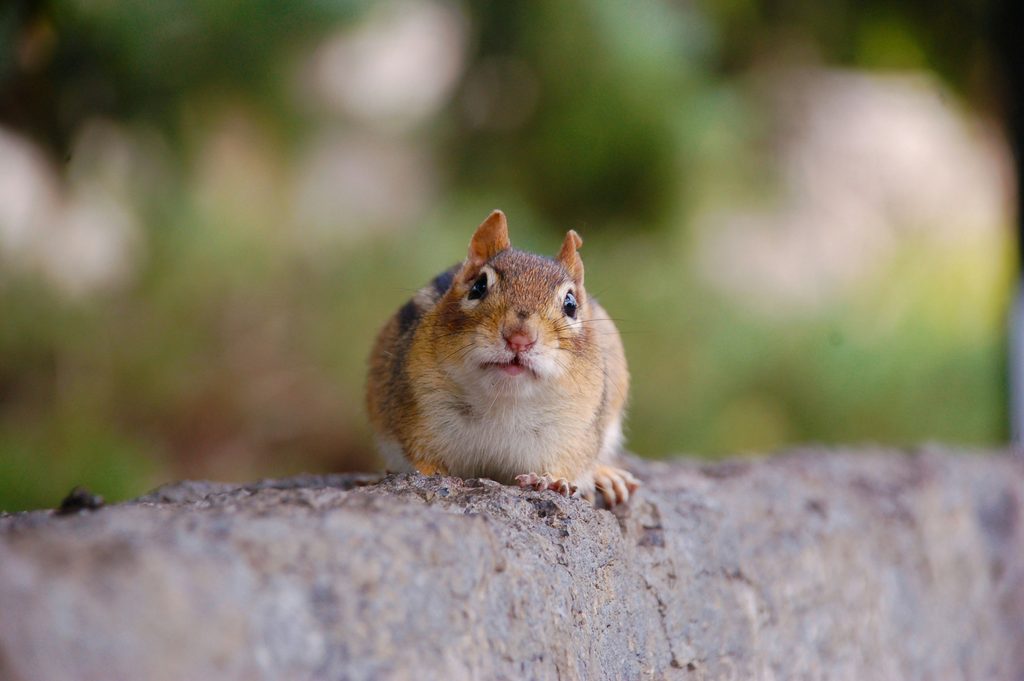 Chipmunk staring forward toward the camer from a log with a blurred background