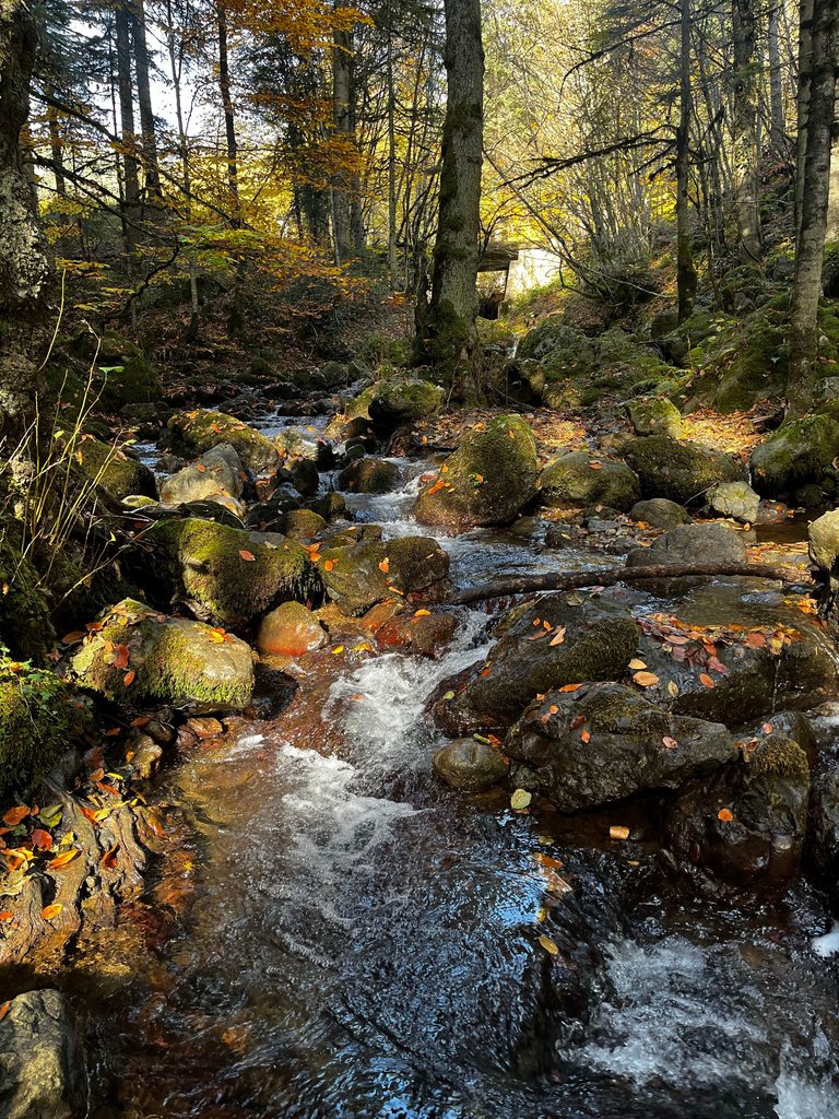 Tranquil stream flows through lush forest in vibrant autumn colors.