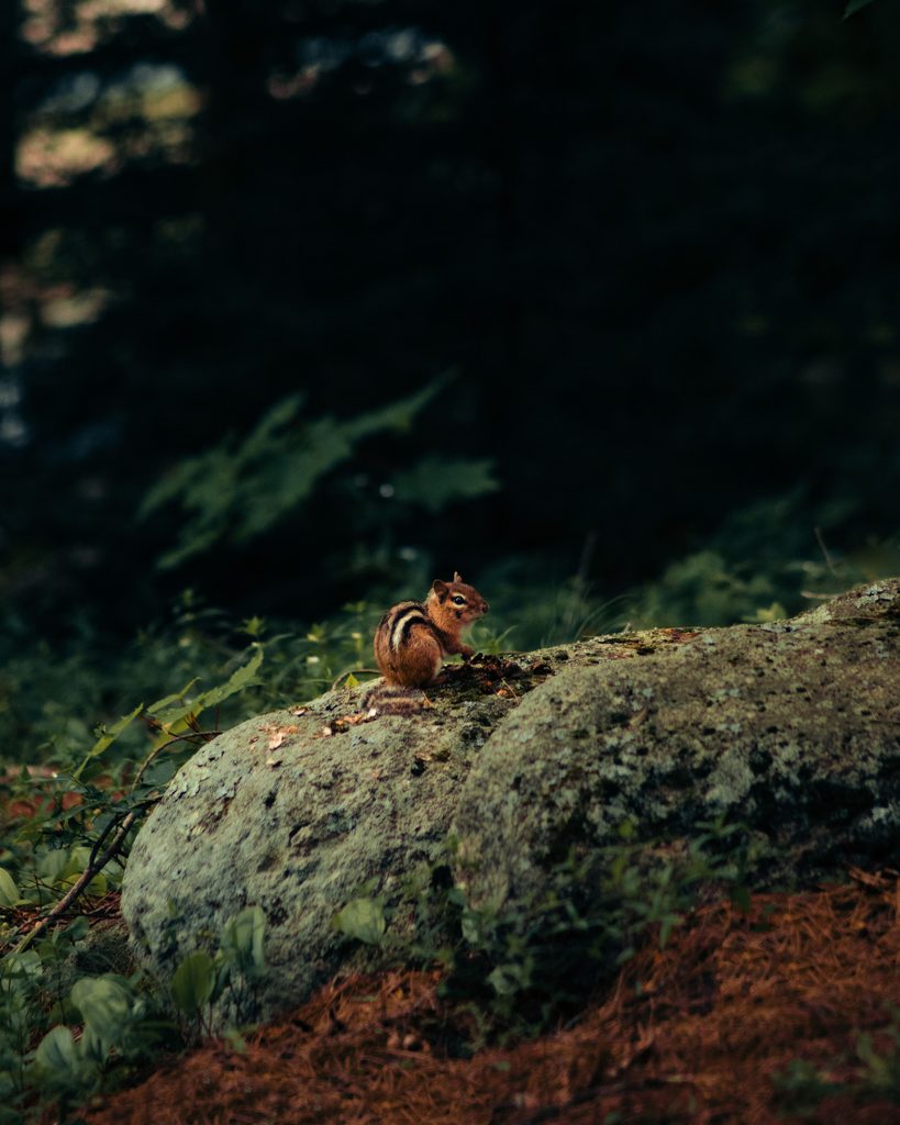 A chipmunk sits atop a rock amidst dense forest foliage, captured in a serene moment of wildlife.