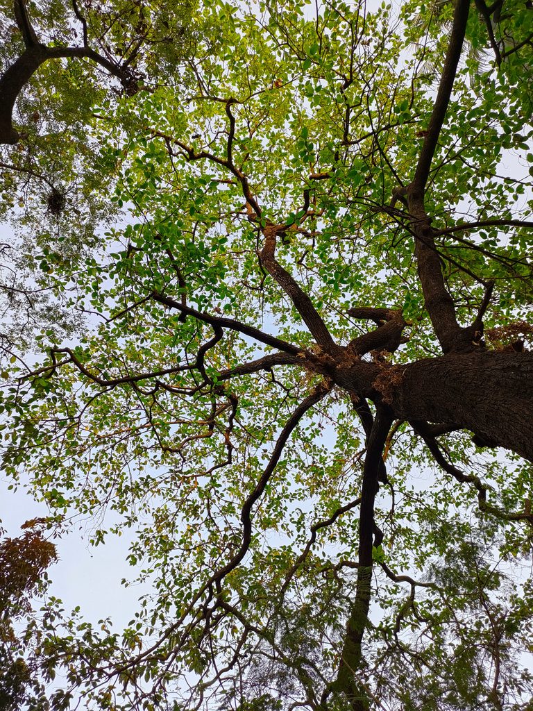 A vibrant view of a tree canopy with green leaves against the sky, capturing nature's beauty.