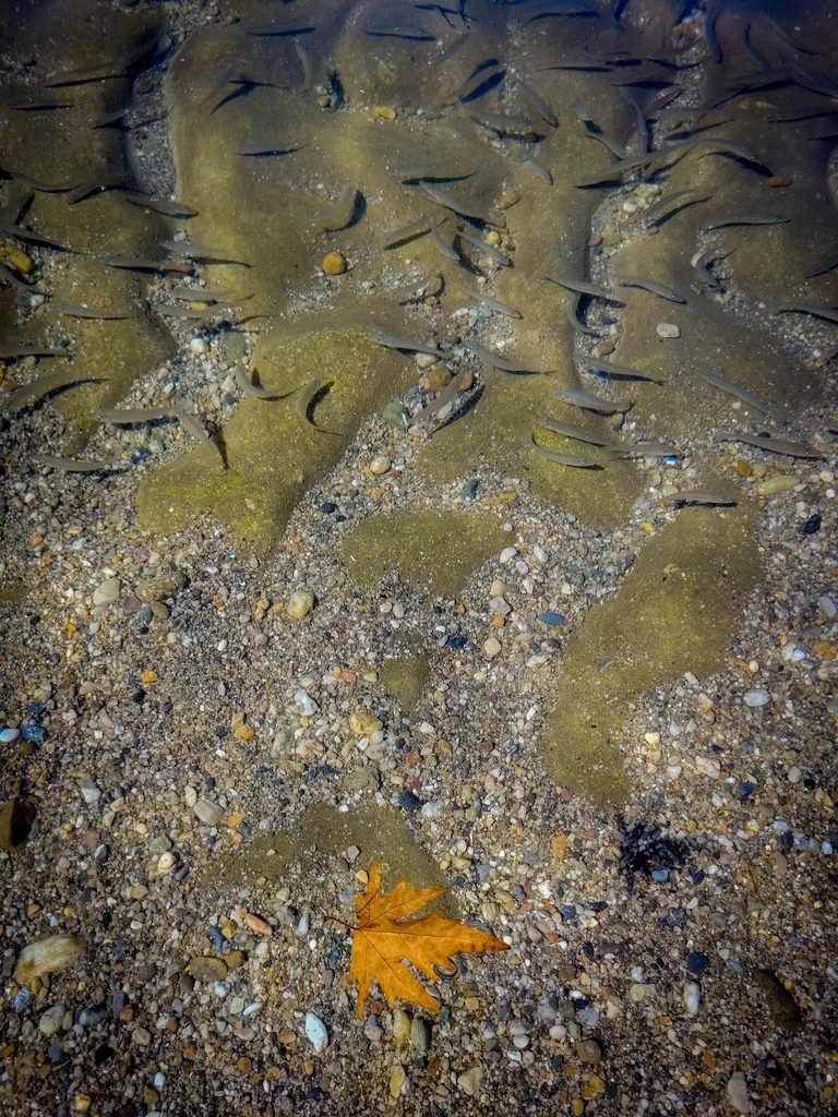 Underwater view of a sandy bottom with small fish and a single autumn leaf.
