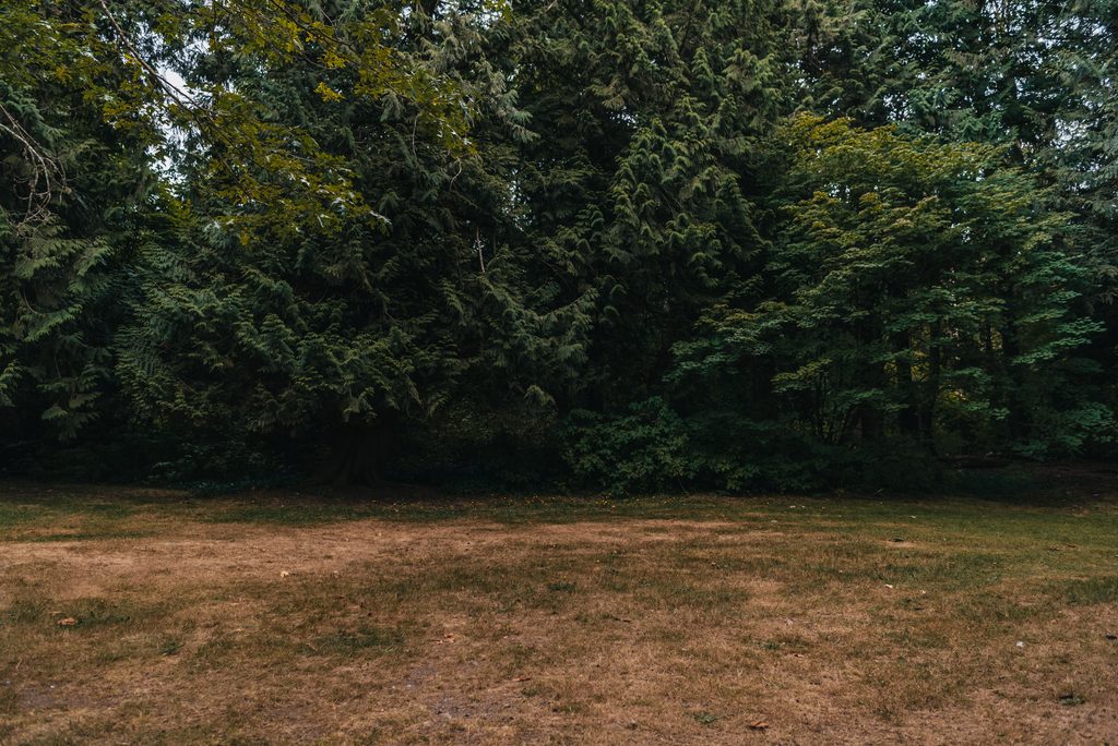 Serene landscape of coniferous trees and dry grass capturing fall's essence.